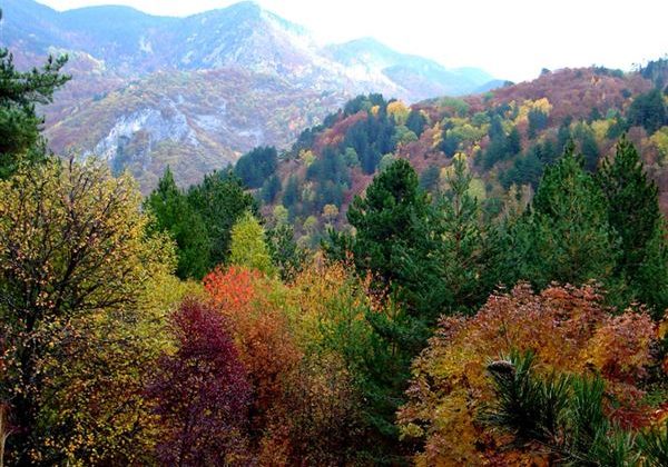 Frakto Forest Frakto Forest