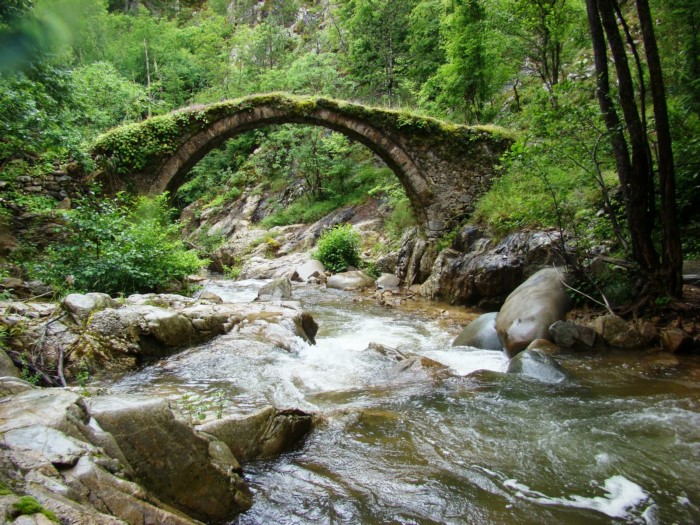 Frakto Forest Frakto Forest